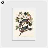アートポストカード-Band-tailed Pigeon
 - ジョン ジェームス オーデュボン Postcard.