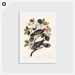 アートポストカード-Band-tailed Pigeon
 - ジョン ジェームス オーデュボン Postcard.