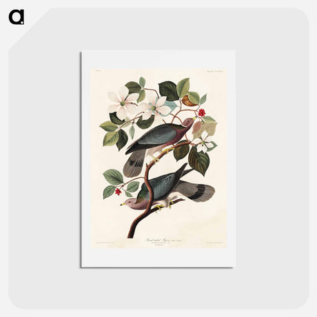 アートポストカード-Band-tailed Pigeon
 - ジョン ジェームス オーデュボン Postcard.