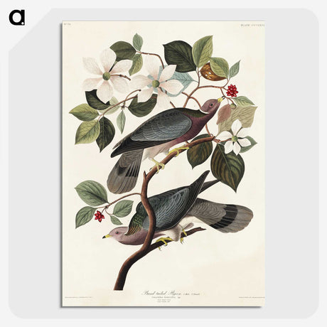 1-49_John-James-Audubon_picture-crop
