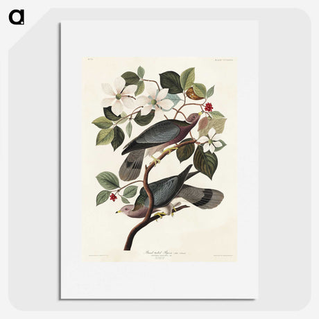 1-49_John-James-Audubon_picture