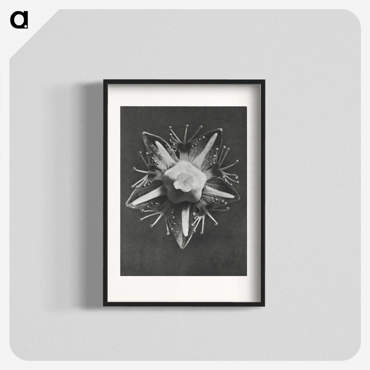 1-49_Karl-Blossfeldt_blk