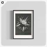 1-49_Karl-Blossfeldt_blk