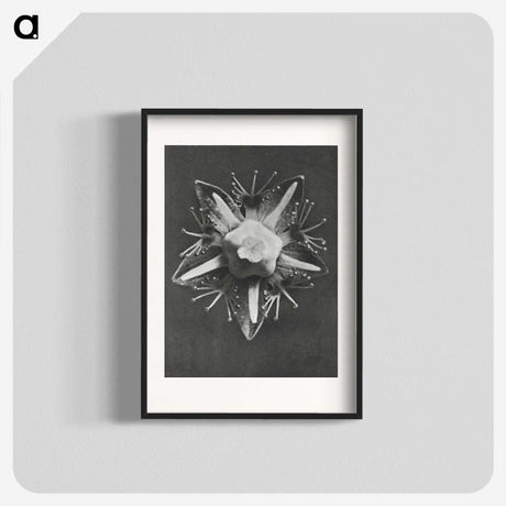 1-49_Karl-Blossfeldt_blk