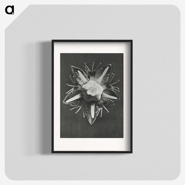 1-49_Karl-Blossfeldt_blk