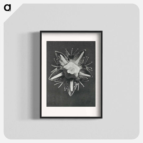 アートポスター-Parnassia palustris - カール ブロスフェルト Poster.