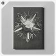 1-49_Karl-Blossfeldt_canvas