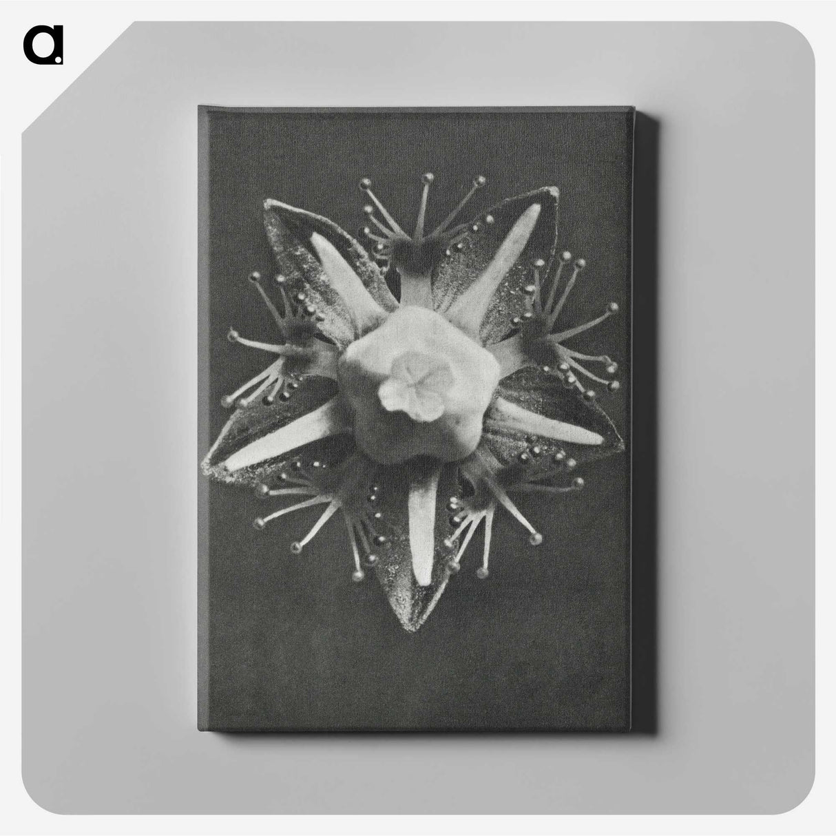 1-49_Karl-Blossfeldt_canvas