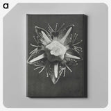 1-49_Karl-Blossfeldt_canvas