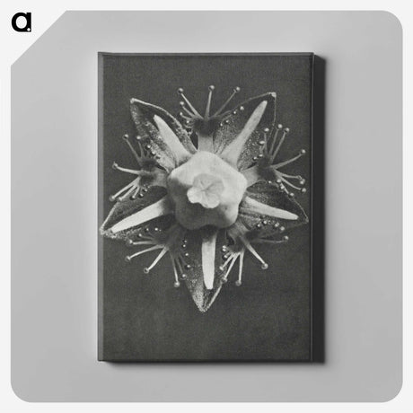 1-49_Karl-Blossfeldt_canvas
