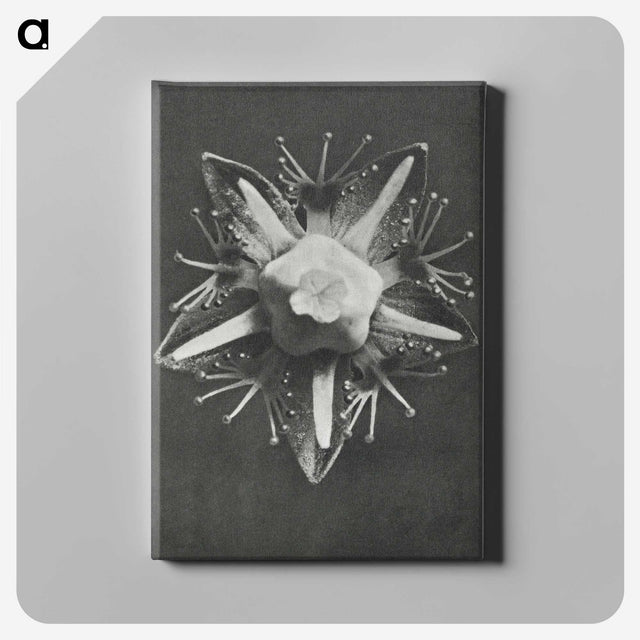 1-49_Karl-Blossfeldt_canvas