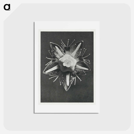 アートポストカード-Parnassia palustris - カール ブロスフェルト Postcard.