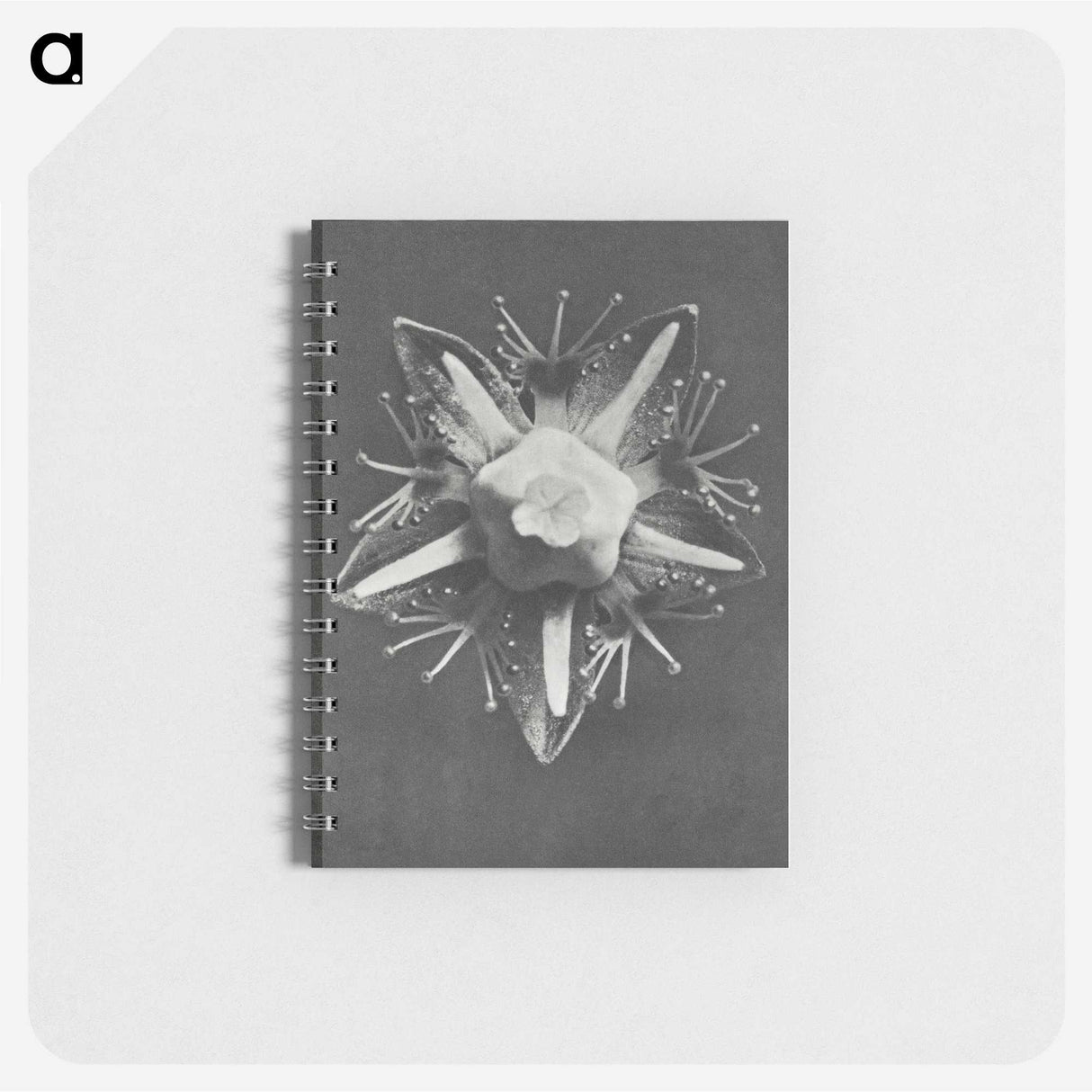 1-49_Karl-Blossfeldt_memo