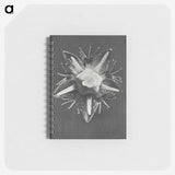 1-49_Karl-Blossfeldt_memo