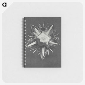 1-49_Karl-Blossfeldt_memo