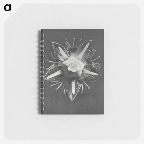 1-49_Karl-Blossfeldt_memo