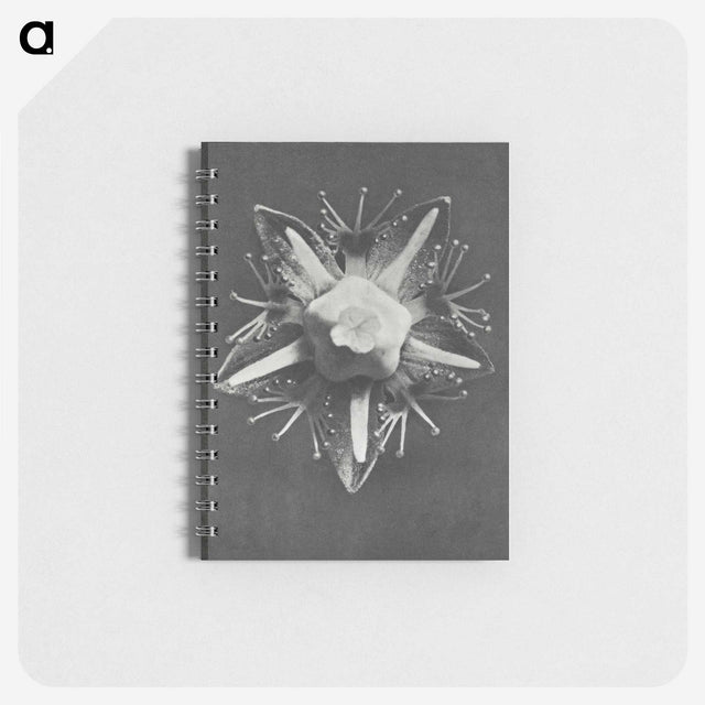 1-49_Karl-Blossfeldt_memo