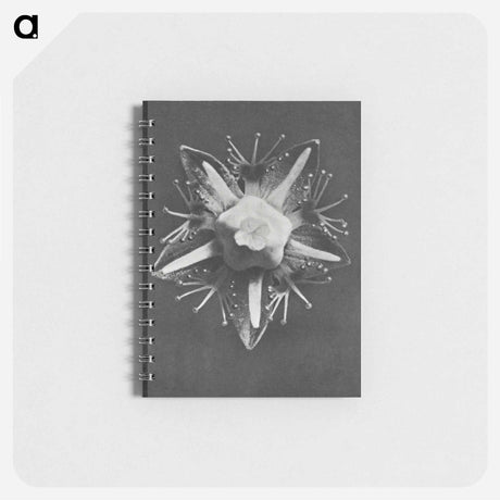 アートメモ帳-Parnassia palustris - カール ブロスフェルト Memo.