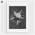 1-49_Karl-Blossfeldt_picture