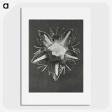 1-49_Karl-Blossfeldt_picture