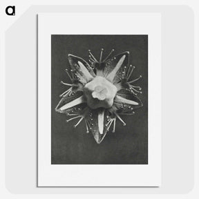 1-49_Karl-Blossfeldt_picture