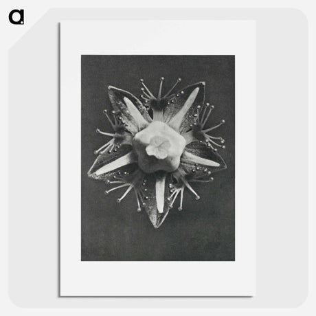 アートポスター-Parnassia palustris - カール ブロスフェルト Poster.