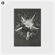 1-49_Karl-Blossfeldt_postcard