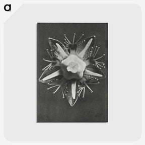 1-49_Karl-Blossfeldt_postcard