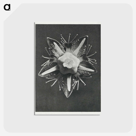 アートポストカード-Parnassia palustris - カール ブロスフェルト Postcard.