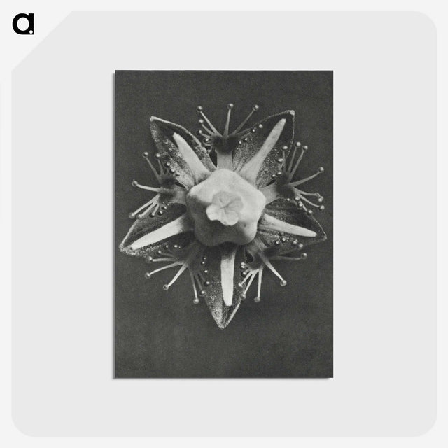 1-49_Karl-Blossfeldt_postcard