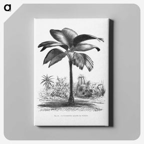 1-49_Les-Palmiers-Histoire-Iconographique_canvas