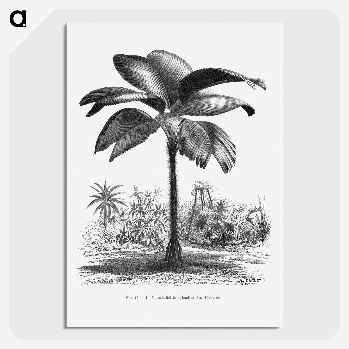 1-49_Les-Palmiers-Histoire-Iconographique_picture-crop