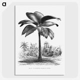 1-49_Les-Palmiers-Histoire-Iconographique_picture-crop