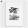 1-49_Les-Palmiers-Histoire-Iconographique_picture