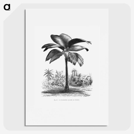 1-49_Les-Palmiers-Histoire-Iconographique_picture