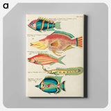 アートパネル-Moluccan Fishes
 - ルイ ルナール Canvas.