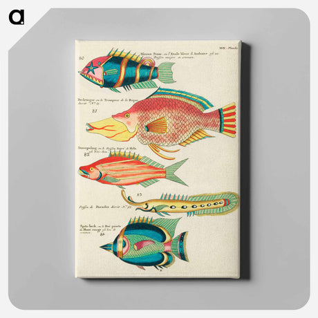 アートパネル-Moluccan Fishes
 - ルイ ルナール Canvas.