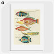 1-49_Louis-Renard_picture