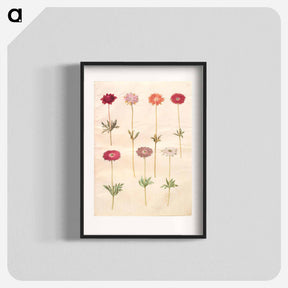 アートポスター-Anemones
 - マリア ジビーラ メーリアン Poster.