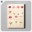 1-49_Maria-Sibylla-Merian_canvas