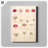 1-49_Maria-Sibylla-Merian_canvas