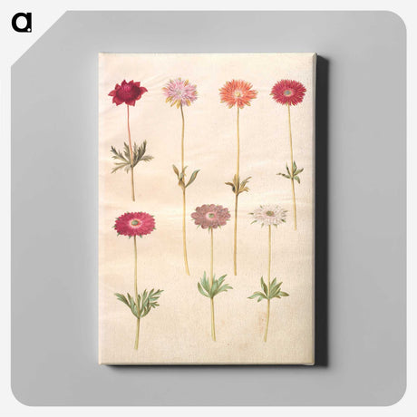1-49_Maria-Sibylla-Merian_canvas