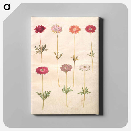 アートパネル-Anemones
 - マリア ジビーラ メーリアン Canvas.