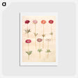アートポストカード-Anemones
 - マリア ジビーラ メーリアン Postcard.