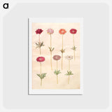 アートポストカード-Anemones
 - マリア ジビーラ メーリアン Postcard.