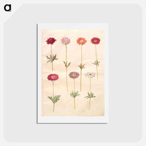 アートポストカード-Anemones
 - マリア ジビーラ メーリアン Postcard.