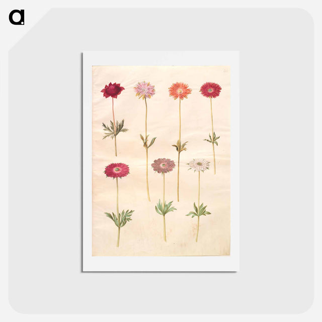 アートポストカード-Anemones
 - マリア ジビーラ メーリアン Postcard.