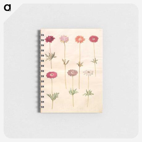 1-49_Maria-Sibylla-Merian_memo
