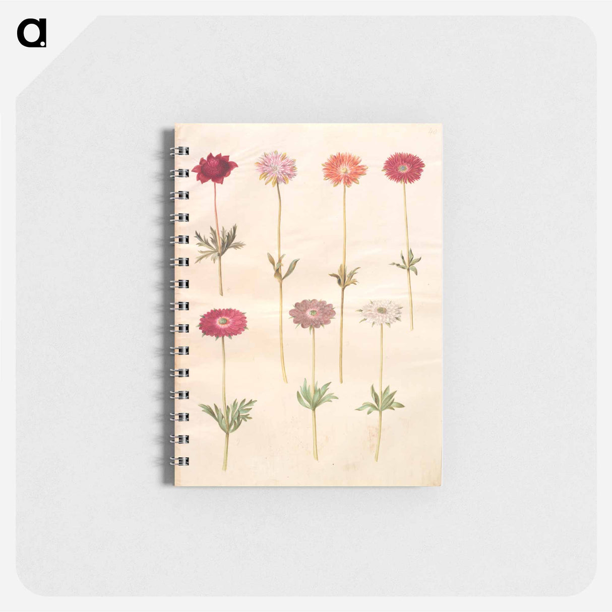 アートメモ帳-Anemones
 - マリア ジビーラ メーリアン Memo.