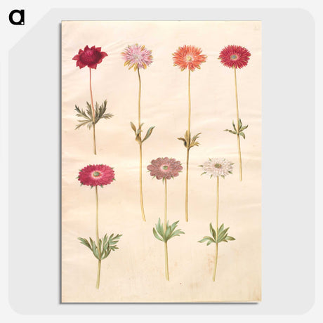 1-49_Maria-Sibylla-Merian_picture-crop